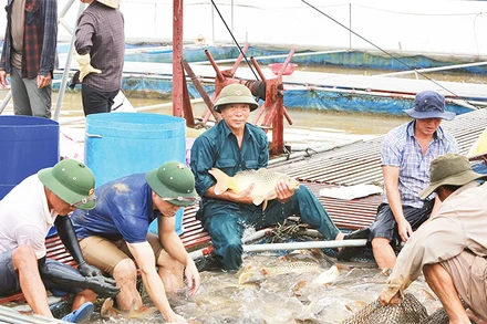 Ông Vũ Văn Chiến (người ngồi giữa) kiểm tra cá tại các lồng nuôi trên sông Ðuống. 