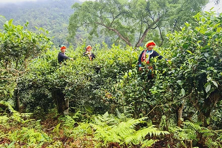 Ðồng bào dân tộc Dao áo chàm thu hoạch chè cổ thụ. Ðồng bào dân tộc Dao áo chàm thu hoạch chè cổ thụ. 