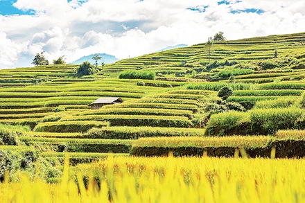 Ruộng bậc thang Hoàng Su Phì. 