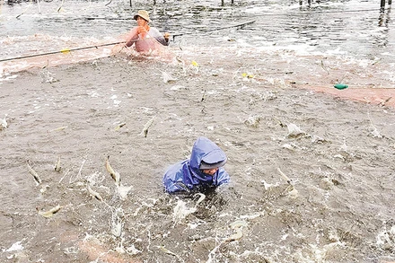 Thu hoạch tôm nuôi ứng dụng công nghệ cao tại tỉnh Bến Tre. 