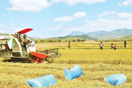 Nhờ nguồn nước cấp từ hệ thống thủy lợi Tân Mỹ, đồng bào Raglai huyện Bác Ái (Ninh Thuận) chuyển sản xuất từ một vụ lên ba vụ. 