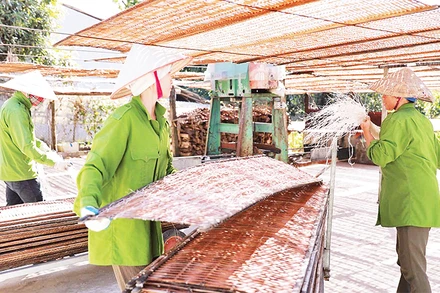 Miến dong Bình Lư đã trở thành sản phẩm chủ lực, giúp người dân làm giàu. 