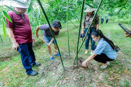 Mô hình trồng tre lấy măng theo quy trình sản xuất sạch ở huyện Tân Yên, tỉnh Bắc Giang. (Ảnh Ðỗ Tuấn) 