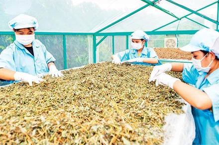 Công ty Thảo dược Tây Nguyên (tỉnh Kon Tum) tạo việc làm ổn định cho nhiều phụ nữ đồng bào dân tộc thiểu số. (Ảnh LỆ THỦY) 