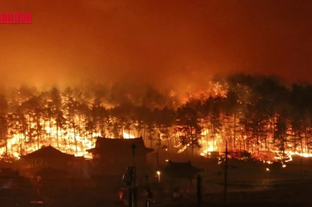 [Video] Hàn Quốc chỉ định nhiều khu vực thảm họa đặc biệt vì cháy rừng