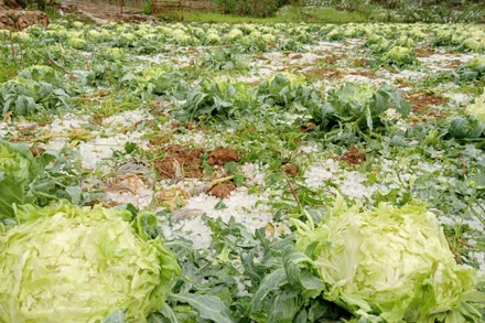 Mưa đá làm dập nát rau của bà con nhân dân.