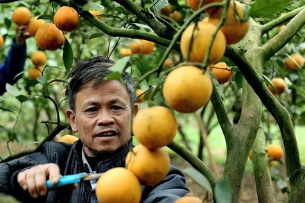 Người trồng cam Cao Phong phấn khởi vì giá cam ổn định.