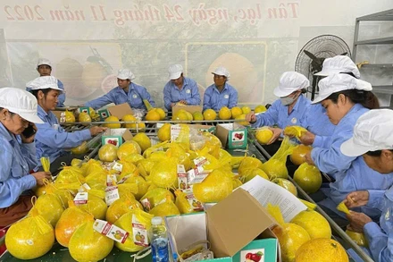 Công nhân đang đóng bưởi vào túi lưới để chuẩn bị xuất khẩu.