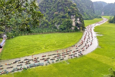 Cánh đồng Tam Cốc năm nay được tạo hình bức tranh "Cá chép vượt vũ môn".