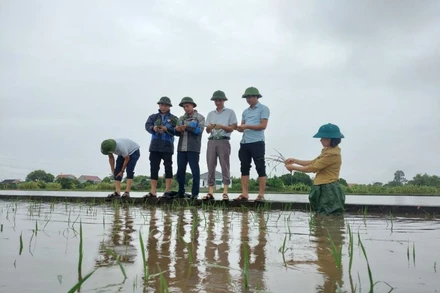 Nhiều diện tích lúa bị ngập sâu đã được giải cứu kịp thời. (Ảnh: Văn Lúa)