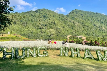 Cúc họa mi là điểm nhấn trong hành trình khám phá và trải nghiệm của du khách khi đến với Ninh Bình.