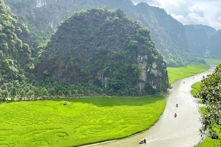 Hiện cánh đồng lúa Tam Cốc, Ninh Bình đang được nhiều khách du lịch quan tâm, tìm về.