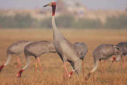 Loài sếu đầu đỏ quý hiếm bậc nhất cần được bảo tồn. (Ảnh: NGUYỄN VĂN HÙNG)