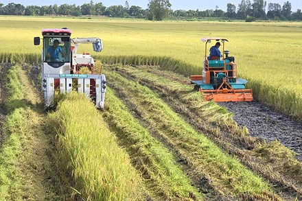 Thu hoạch lúa tại xã Láng Biển, huyện Tháp Mười.