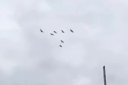 Bảy cá thể sếu đầu đỏ (ảnh cắt từ clip) do nhân viên bảo vệ Trạm Phú Hiệp ghi lại.