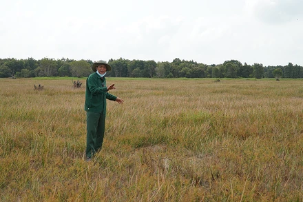 Anh Minh Chánh, nhân viên bảo vệ Vườn quốc gia Tràm Chim có mặt tại phân khu A4 vào tháng 2/2024, khu vực này trước đây sếu đầu đỏ thường tìm đến. Ảnh: HỮU NGHĨA