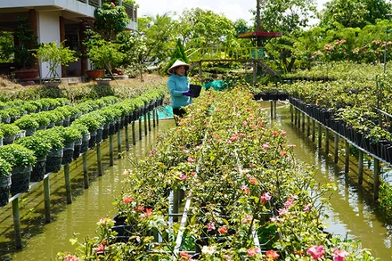 Chăm sóc hoa tại Vườn hồng Tư Tôn, thành phố Sa Đéc. (Ảnh: HỮU NGHĨA)