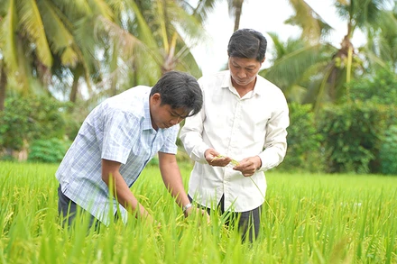 Nông dân xã Láng Biển, huyện Tháp Mười tham gia mô hình thí điểm “Canh tác lúa chất lượng cao và phát thải thấp gắn với tăng trưởng xanh”. Ảnh: HỮU NGHĨA