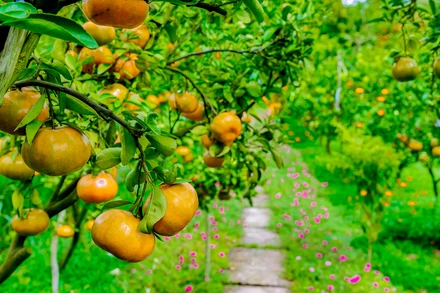 Thời điểm quýt hồng "lên màu" đẹp nhất là từ tháng Chạp cho đến cận Tết.