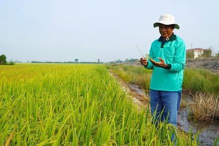 Ruộng mô hình "Sử dụng thuốc bảo vệ thực vật an toàn, hiệu quả và sử dụng thuốc bảo vệ thực vật sinh học trên lúa". (Ảnh: HỮU NGHĨA)