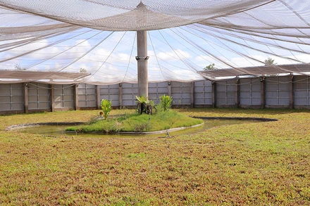 Khu vực bên trong của chuồng nuôi sếu non tại phân khu A3, Vườn quốc gia Tràm Chim. (Ảnh: Ban tổ chức cung cấp)