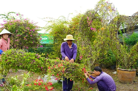 Bà con nông dân Làng hoa Sa Đéc tạo kiểng hoa giấy hình trái tim. (Ảnh: HỮU NGHĨA)