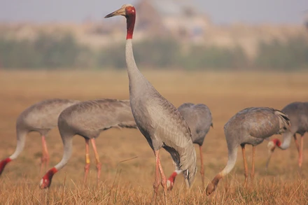 Loài sếu đầu đỏ quý hiếm bậc nhất cần được bảo tồn. (Ảnh tư liệu: NGUYỄN VĂN HÙNG)