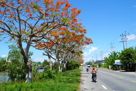 Con đường hoa phượng dài khoảng 4km, nằm ven tuyến quốc lộ 80, qua địa bàn xã Bình Thành, huyện Lấp Vò, tỉnh Đồng Tháp đang trổ bông. (Ảnh: HỮU NGHĨA)