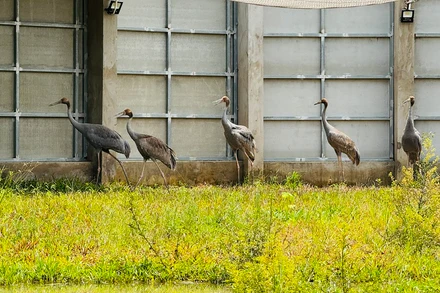 Những cá thể sếu đầu đỏ vừa được tiếp nhận tại Vườn quốc gia Tràm Chim. Ảnh: Ban tổ chức cung cấp)