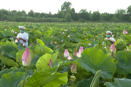 Sản phẩm OCOP ở quê hương đất sen hồng