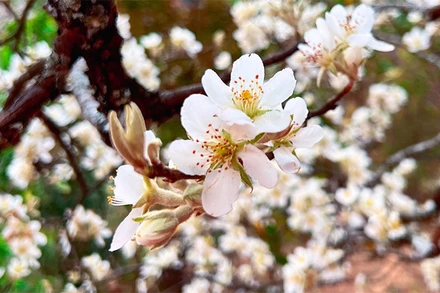 Mùa hoa sơn tra mang lại vẻ đẹp và sức lôi cuốn của Nậm Nghẹp.