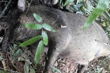 Một cá thể lợn rừng phát hiện bị chết trong Vườn quốc gia Pù Mát.