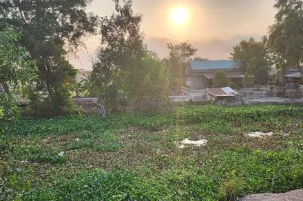 Người dân diệt lục bình gây ra ô nhiễm nguồn nước tại thị trấn Mỹ Phước, huyện Tân Phước. 