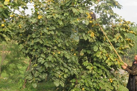 Người dân ở thôn Pò Pheo, Hoàng Việt, Văn Lãng (Lạng Sơn) thu hái hồng Vành khuyên.