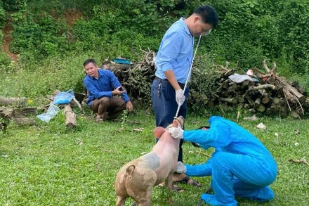 Cán bộ thú y lấy mẫu xét nghiệm chẩn đoán dịch tả lợn châu Phi.