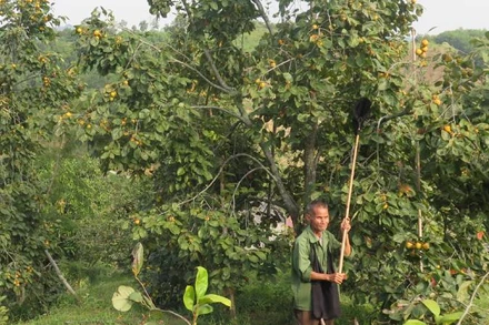 Ngay sau bão số 3, người dân ở thôn Pò Pheo, xã Hoàng Việt, huyện Văn Lãng (Lạng Sơn), tìm cách khôi phục lại những cây hồng bị đổ, ngã...