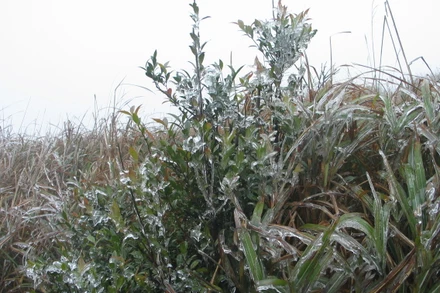 Băng giá bao trùm trên các khu rừng, đồng cỏ trên khu du lịch Mẫu Sơn, Lộc Bình (Lạng Sơn).