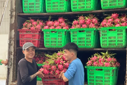 Thanh long tại vườn có giá từ 14.000 đến 17.000 đồng/kg.