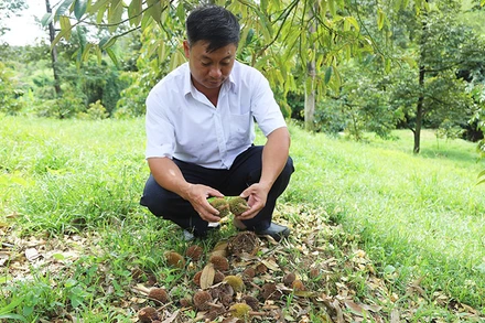 Mưa trái mùa khiến bông và trái sầu riêng non rụng hàng loạt ở một số xã của huyện Đạ Huoai, tỉnh Lâm Đồng.