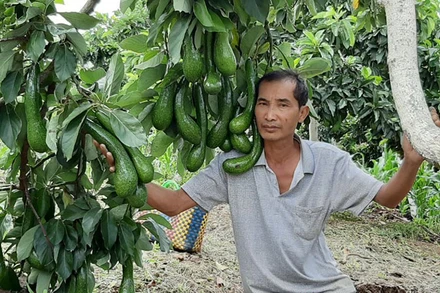 Vườn bơ 034 trồng theo tiêu chuẩn hữu cơ ở Lâm Đồng.