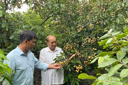Cây nhãn hiếm hoi trong vườn nhà ông Nguyễn Đình Xuyên đậu quả khá sai.