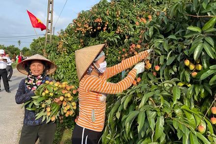 Nông dân Thanh Hà phấn khởi thu hoạch vải thiều phục vụ xuất khẩu.