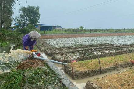 Nông dân huyện Kim Thành bơm nước tiêu úng cho ruộng cây giống.