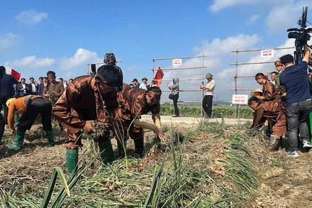 Sôi nổi hội thi thu hoạch hành.