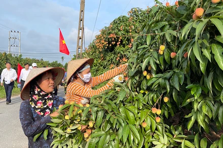 Vải thiều Thanh Hà năm nay được mùa, dự kiến sản lượng đạt 38.000 tấn.