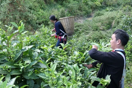 Đồng bào dân tộc Dao thôn Phìn Hồ, xã Thông Nguyên, huyện Hoàng Su Phì (Hà Giang) thu hái chè Shan tuyết.