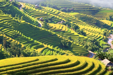Ruộng bậc thang Hoàng Su Phì vào mùa lúa chín.