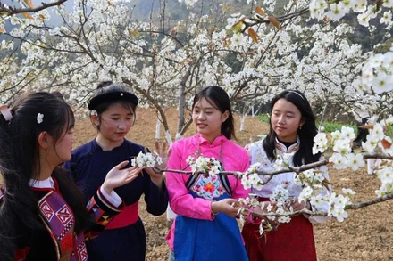 Hoa lê nở rộ tại thị trấn Phố Bảng, huyện Đồng Văn.