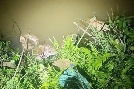 Phát hiện người dân vứt xác động vật ra suối tại xã Vĩnh Hảo, huyện Bắc Quang. Ảnh: Công an Hà Giang.