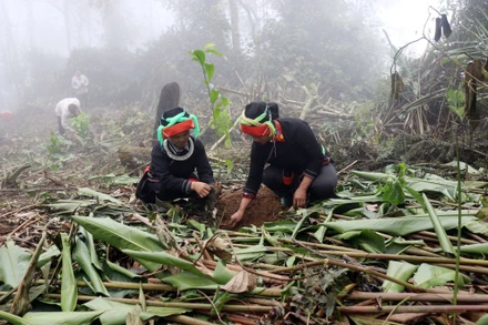 Người dân thôn Khuổi Lòa, xã Minh Sơn, huyện Bắc Mê trồng cây dổi tại Vườn Quốc gia Du Già.